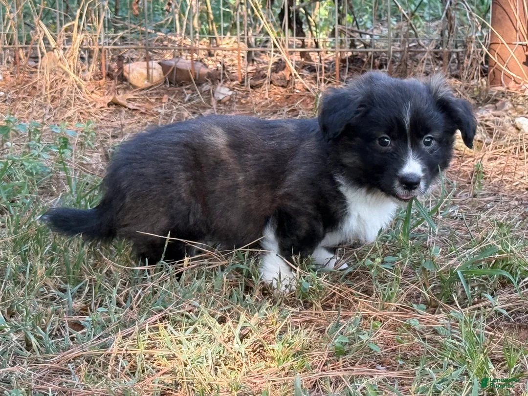 Mixed Breed dogs for sale: Black collar boy  - Ad 2