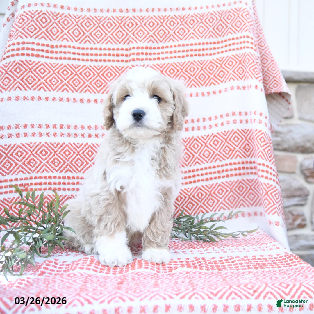 Cockapoo dogs for sale: Eugene - Ad 1