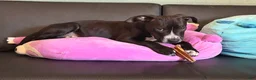 Mixed Breed dogs for sale: Sarper - Ad 3