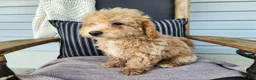 Mini Bernedoodle dogs for sale: Liam - Ad 10