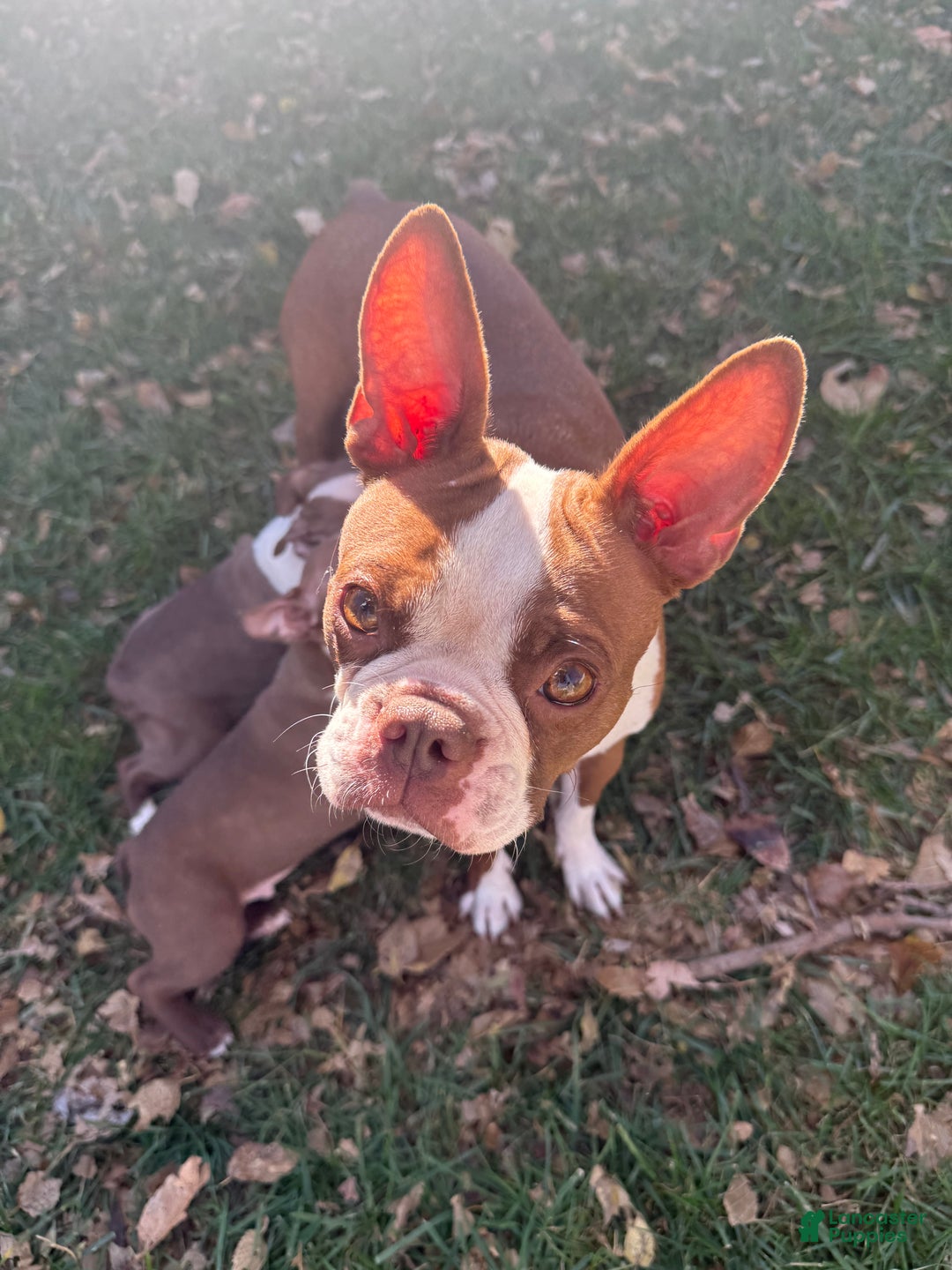 Boston Terrier dogs for sale: Boston Terrier Puppy 2 - Ad 7