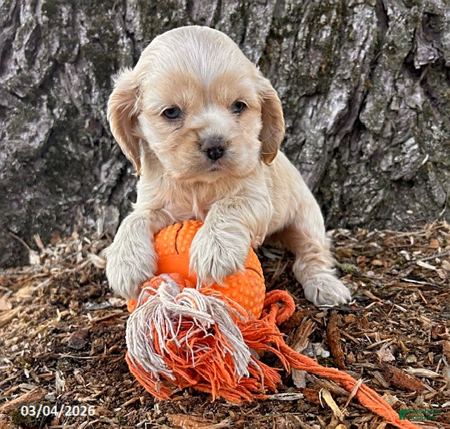 English Cocker Spaniel dogs Ivory - Ad 2