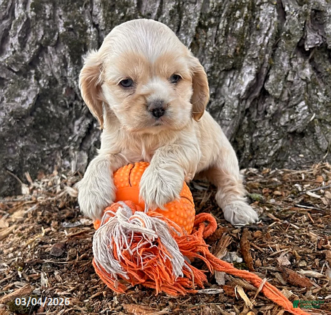 Cocker Spaniel dogs for sale: Ivory - Ad 2