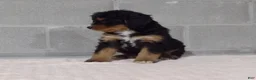 Bernedoodle dogs for sale: Lily - Ad 4