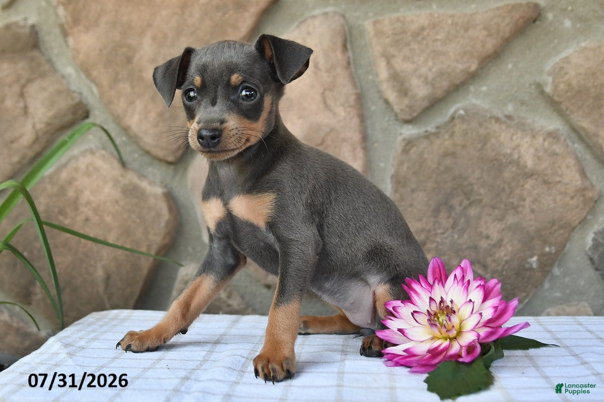 Miniature Pinscher dogs Abby - Ad 2