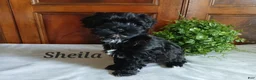 Havapoo dogs for sale: Sheila - Ad 2