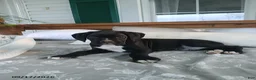 Boxer dogs for sale: Pokey - Ad 3