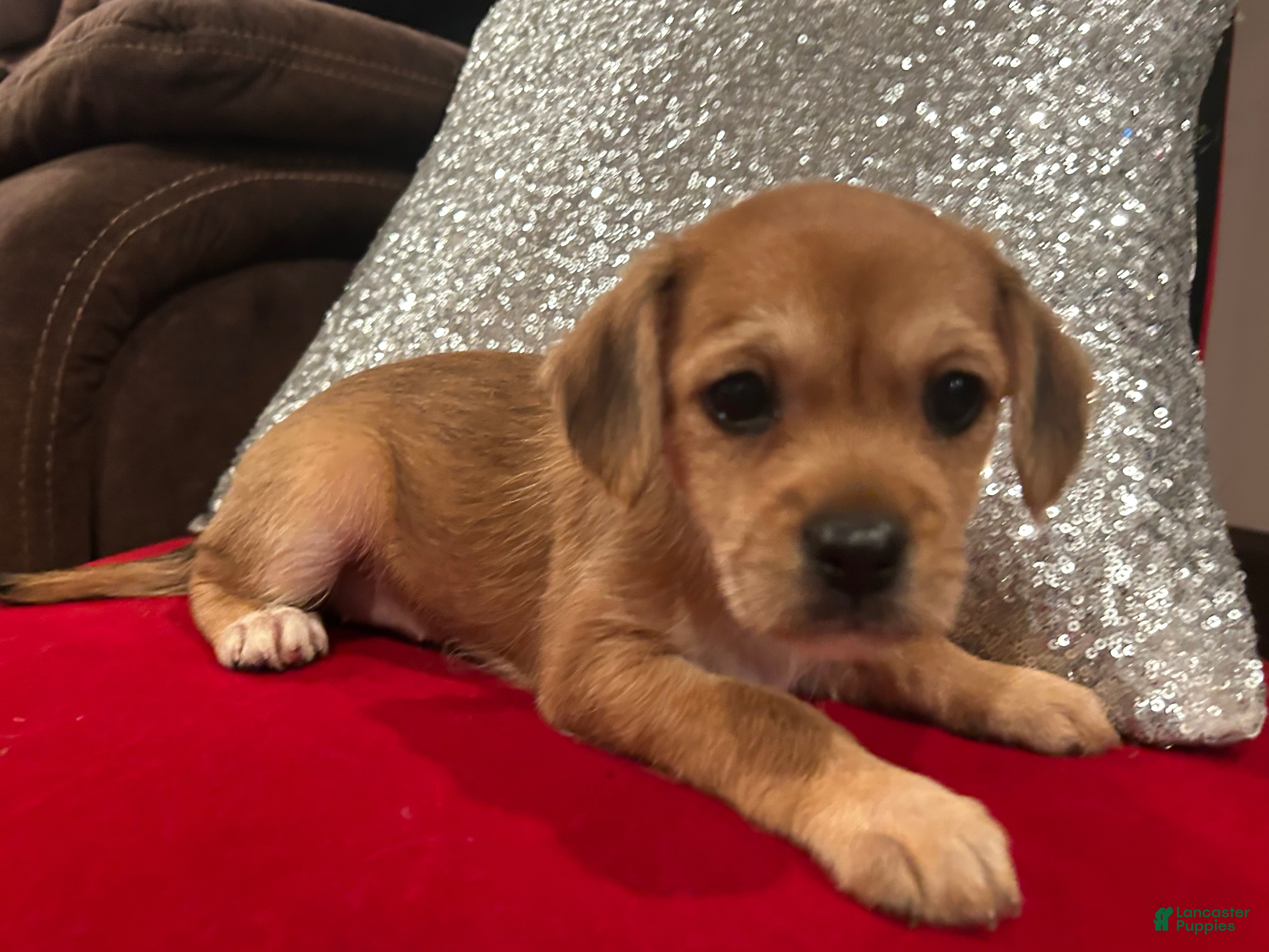 Mixed Breed dogs for sale: Mixed Breed 1 - Ad 2