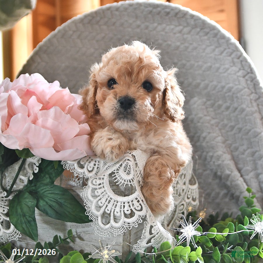 Cavachon dogs Max - Ad 1