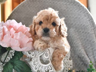 Cavachon dogs Max - Ad 3