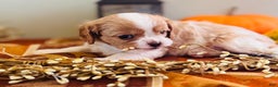 Cavalier King Charles Spaniel dogs for sale: Smokey  - Ad 5