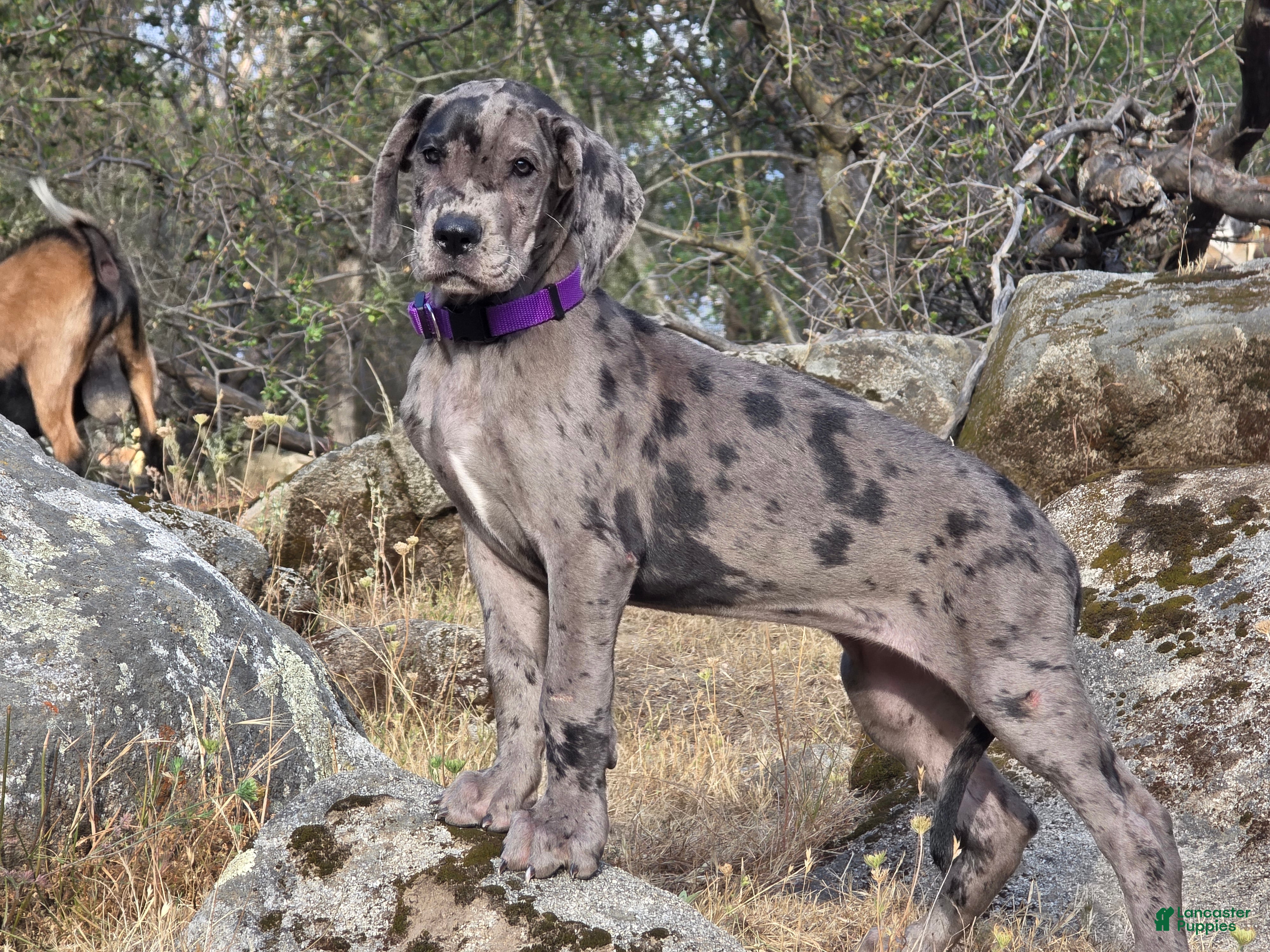 Great Dane dogs Opana - Ad 1