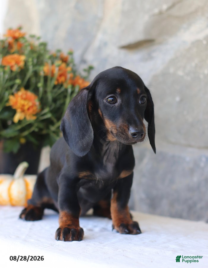 Dachshund dogs Sara - Ad 2