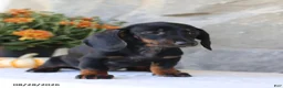 Dachshund dogs for sale: Sara - Ad 2