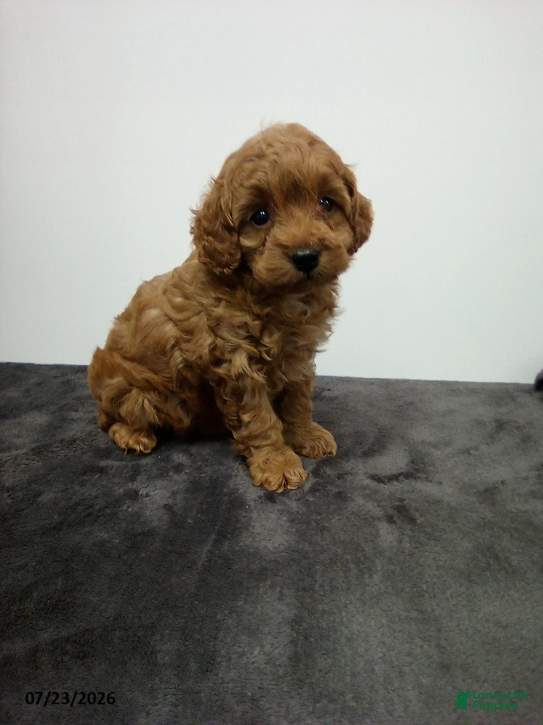 Cavapoo dogs for sale: Dainty - Ad 6