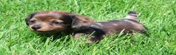 Miniature Dachshund dogs for sale: Lukey - Ad 5