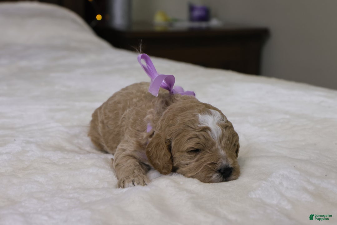 Goldendoodle dogs for sale: Holly - Ad 4