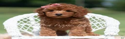Maltipoo dogs for sale: Poppy seed F1 - Ad 4
