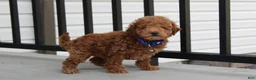 Bichpoo dogs for sale: Flynn  - Ad 12