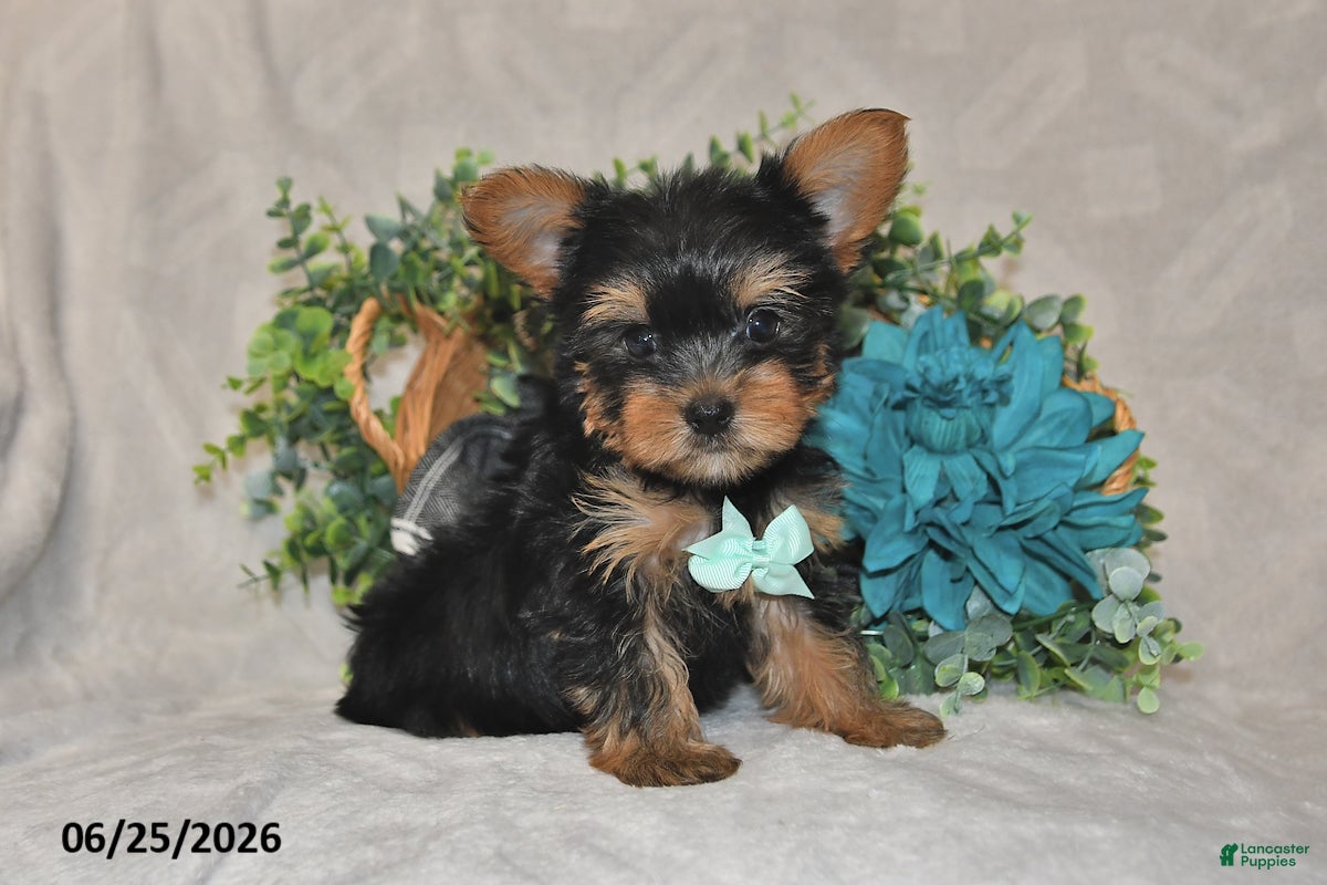 Yorkshire Terrier dogs Benny - Ad 1