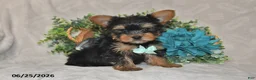 Yorkshire Terrier dogs for sale: Benny - Ad 1