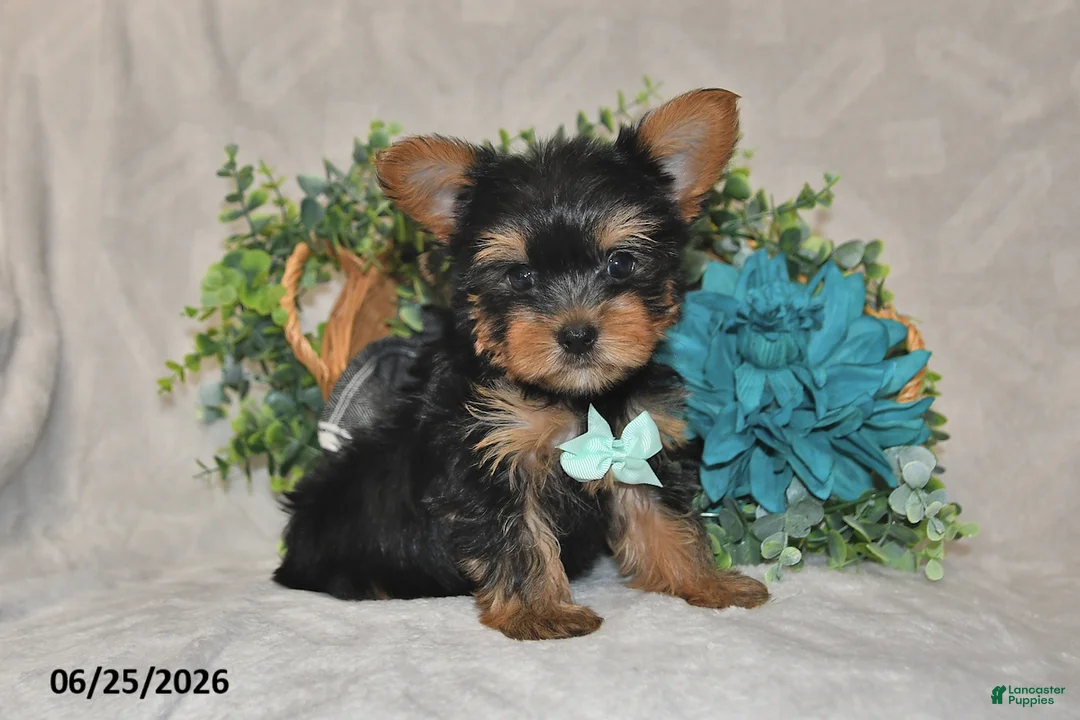 Yorkshire Terrier dogs for sale: Benny - Ad 1