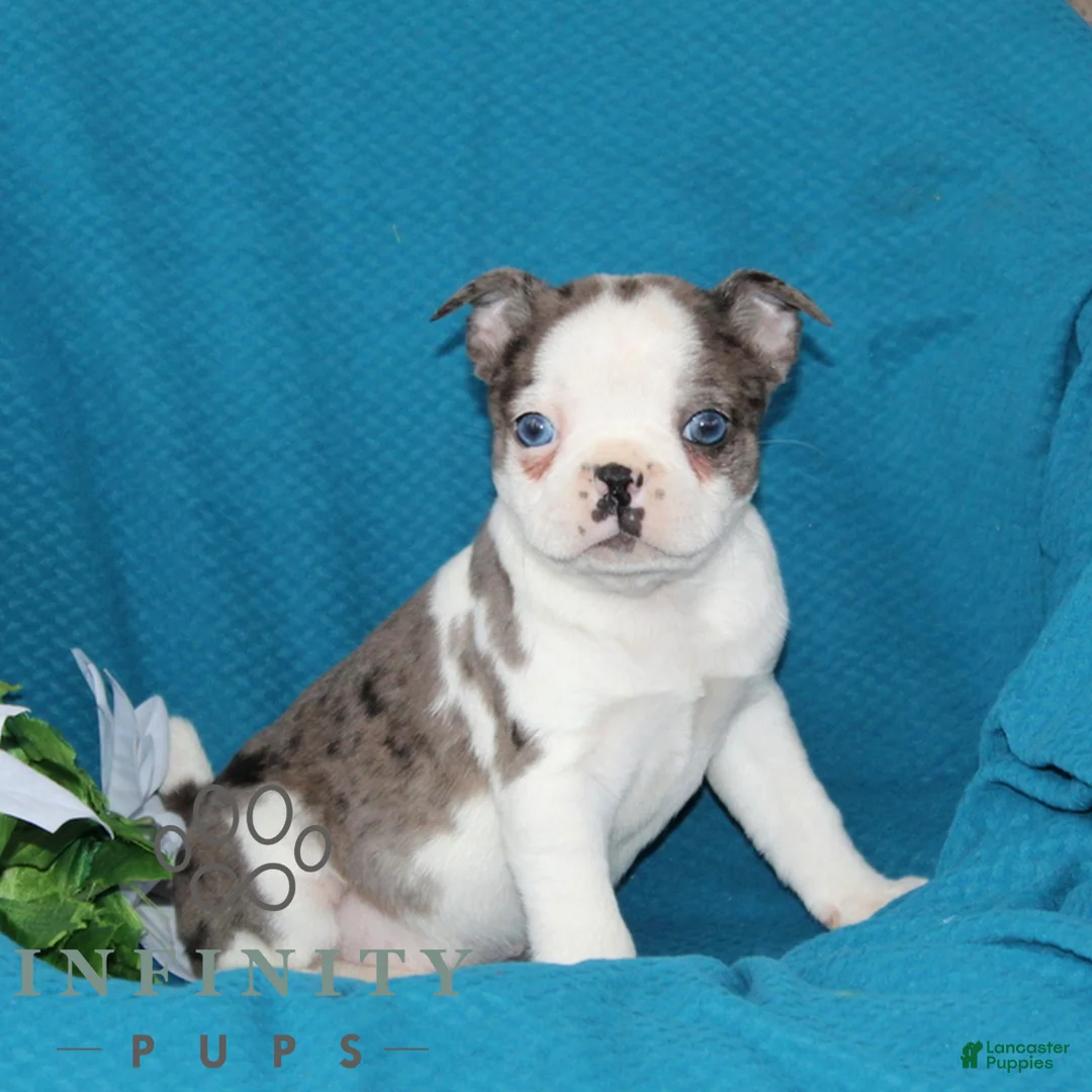 Boston Terrier dogs for sale: Alex  - Ad 1