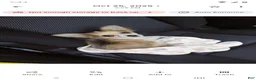 Chihuahua dogs for sale: Chihuahua 1 - Ad 7