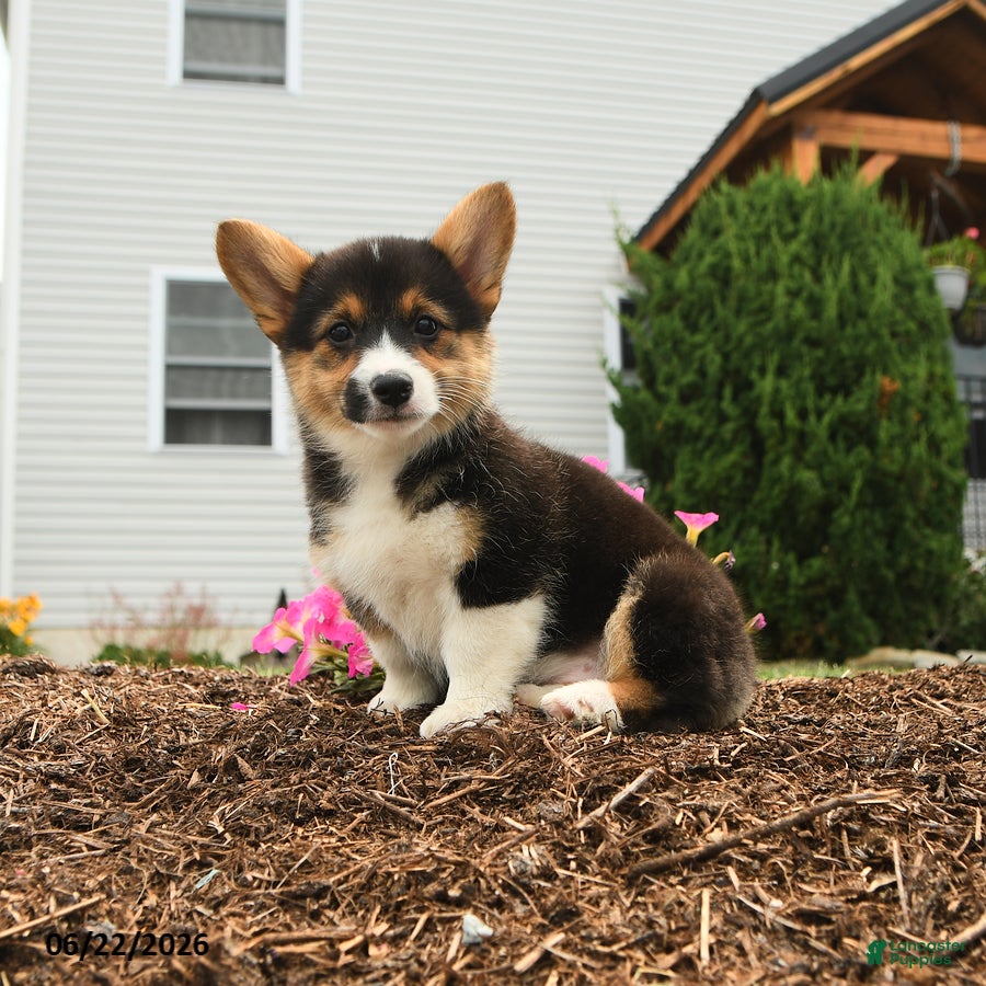 Welsh Corgi Pembroke dogs Precious - Ad 1