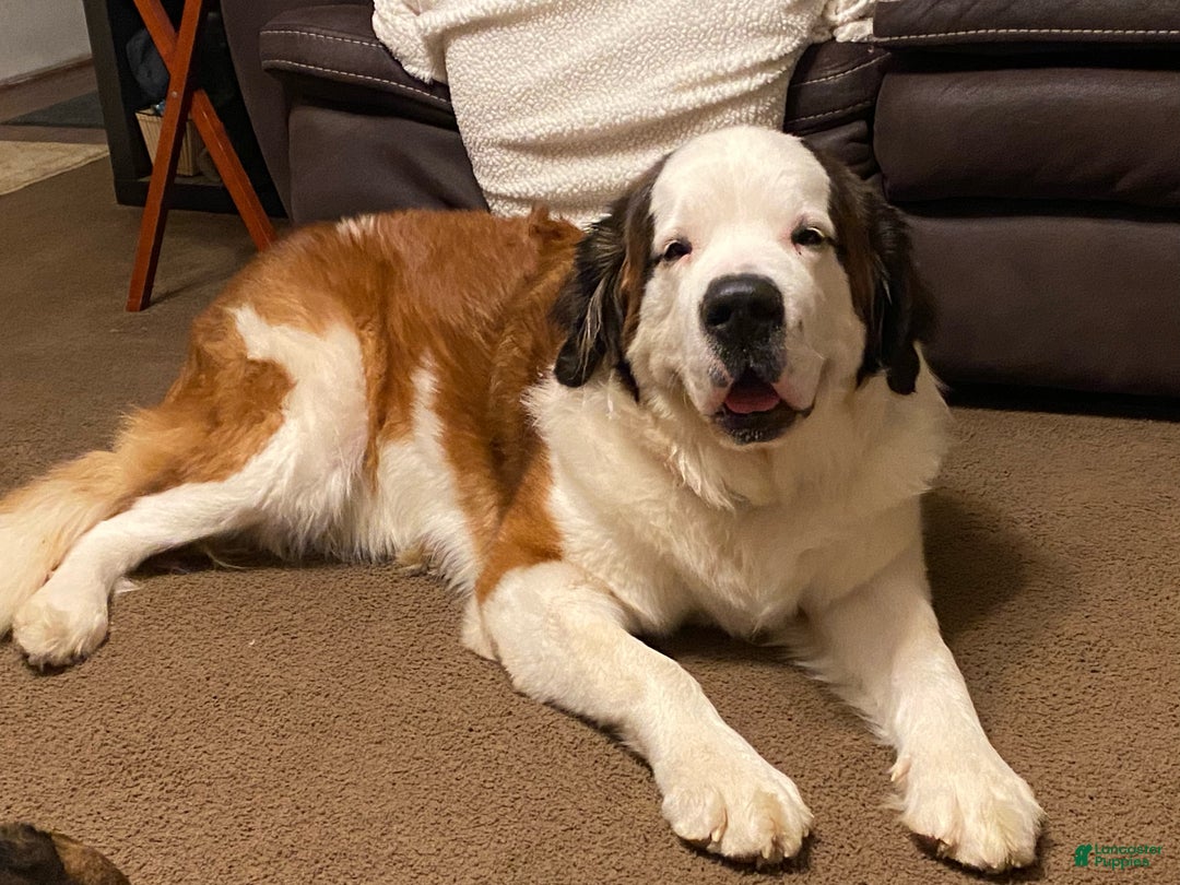 Dog Breeds St Bernard Pyrenees Mountain Dogs St Bernard Dog Breeds