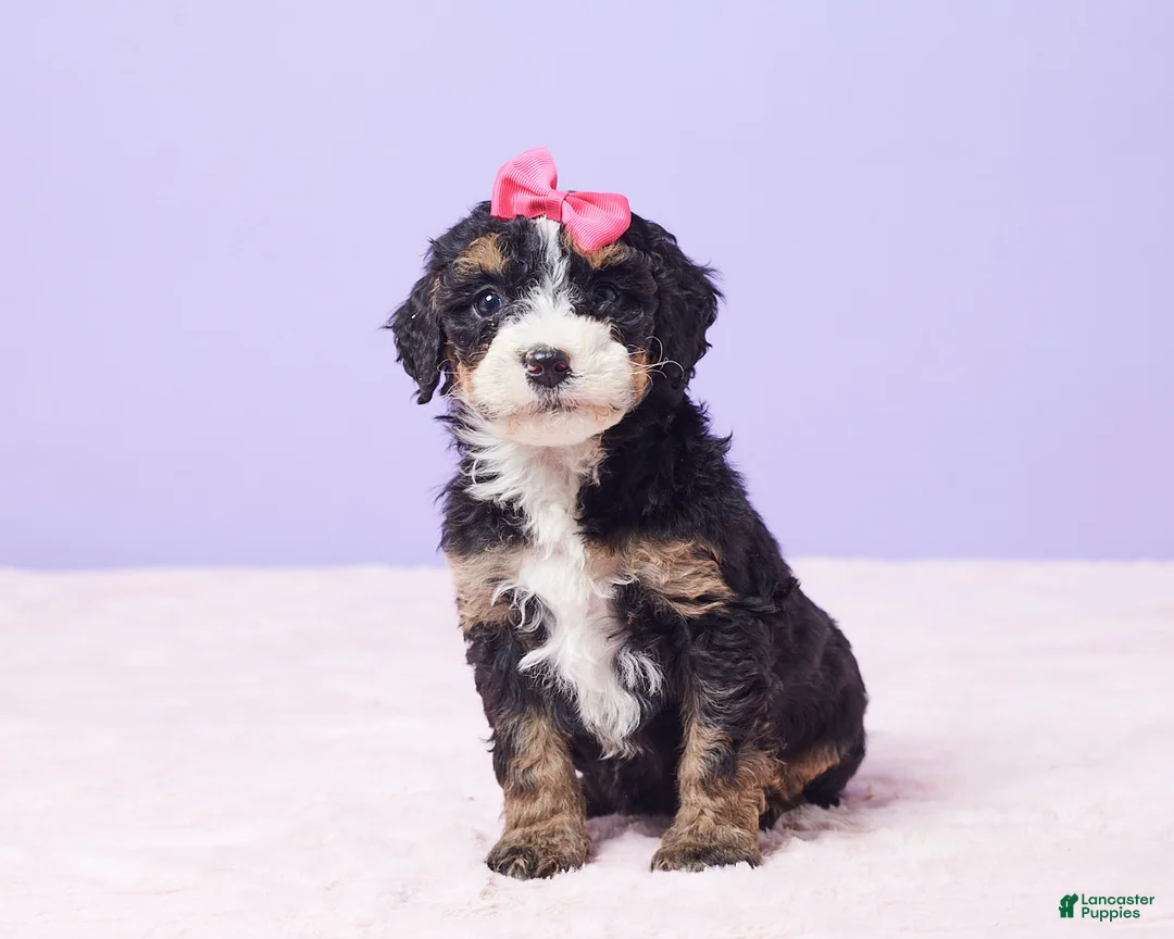 Mini Bernedoodle dogs for sale: Paris - Ad 9