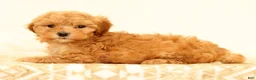 Mini Goldendoodle dogs for sale: Lilly - Ad 3