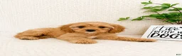 Cavapoo dogs for sale: Milo - Ad 3