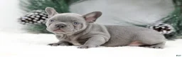 French Bulldog dogs for sale: Kaden - Ad 6