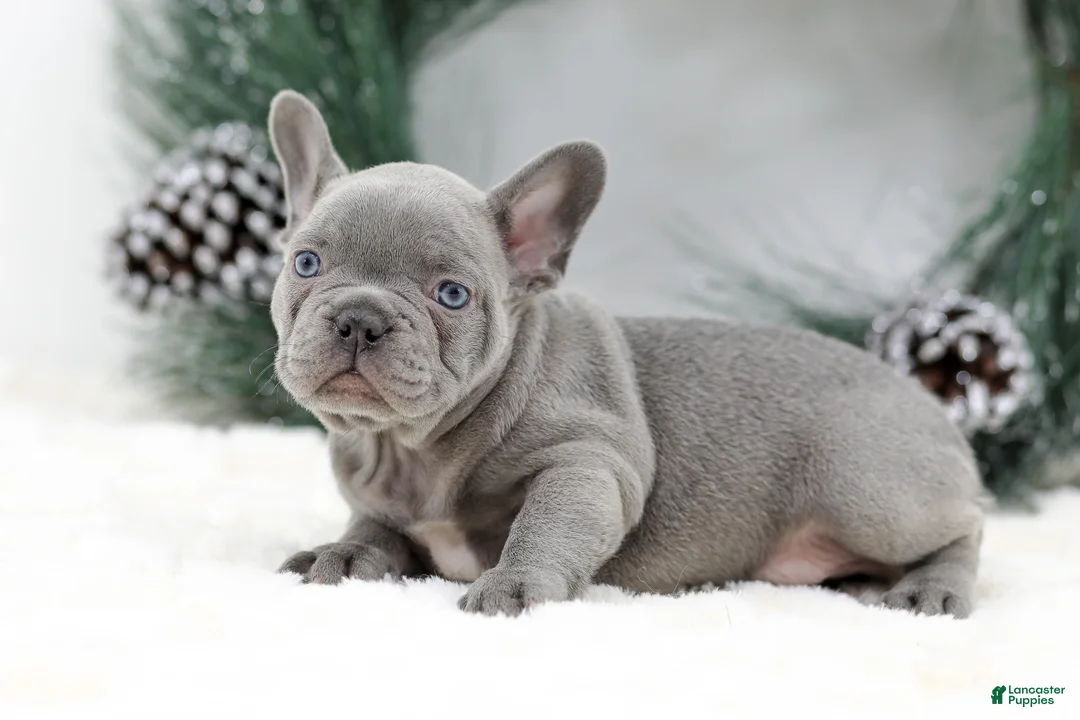 French Bulldog dogs for sale: Kaden - Ad 6