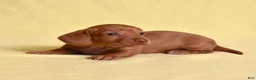 Miniature Dachshund dogs for sale: Espresso - Ad 7