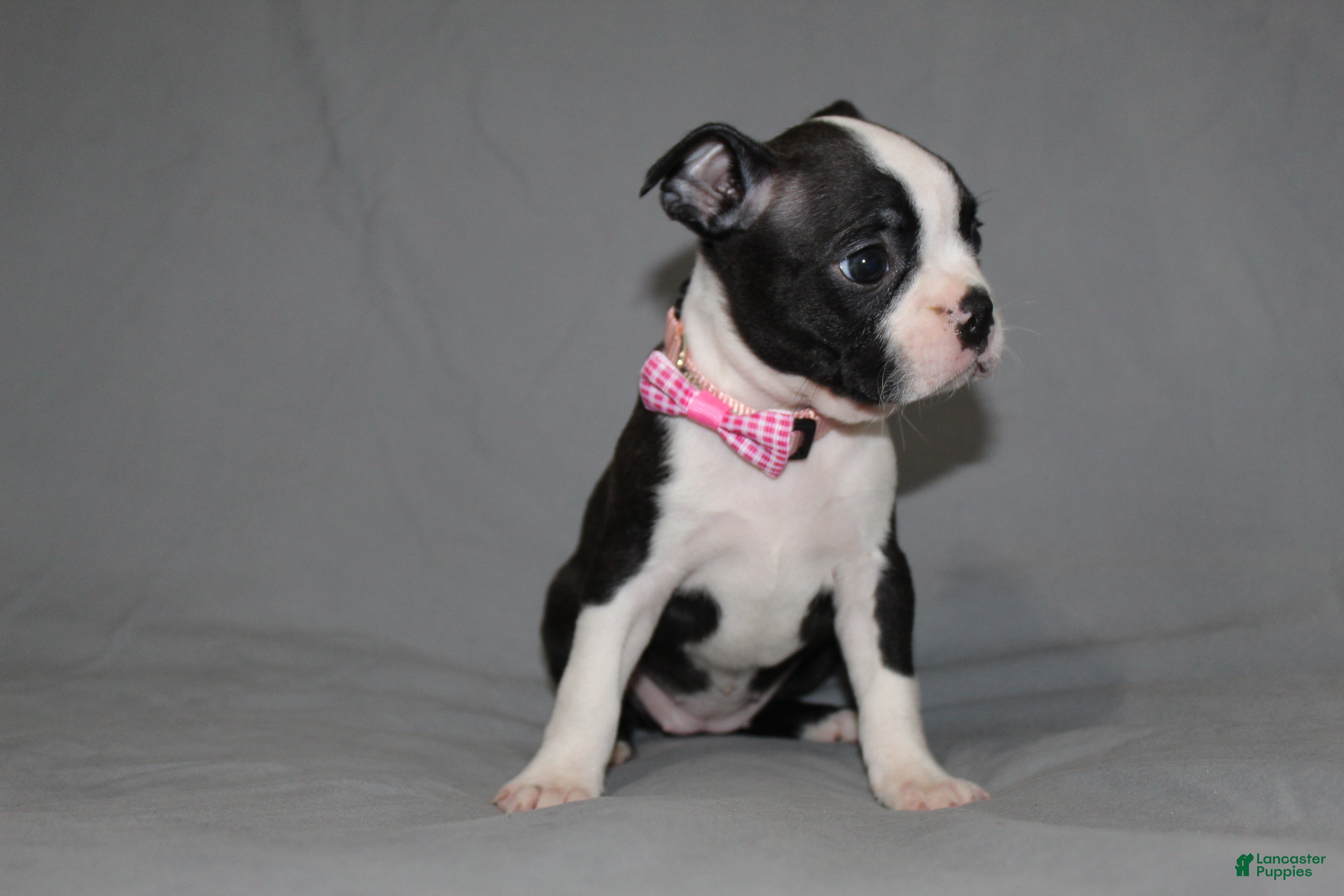Boston Terrier dogs Chloe - Ad 2