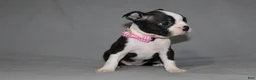 Boston Terrier dogs for sale: Chloe - Ad 2