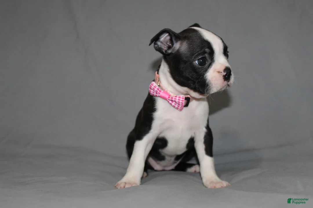 Boston Terrier dogs for sale: Chloe - Ad 2
