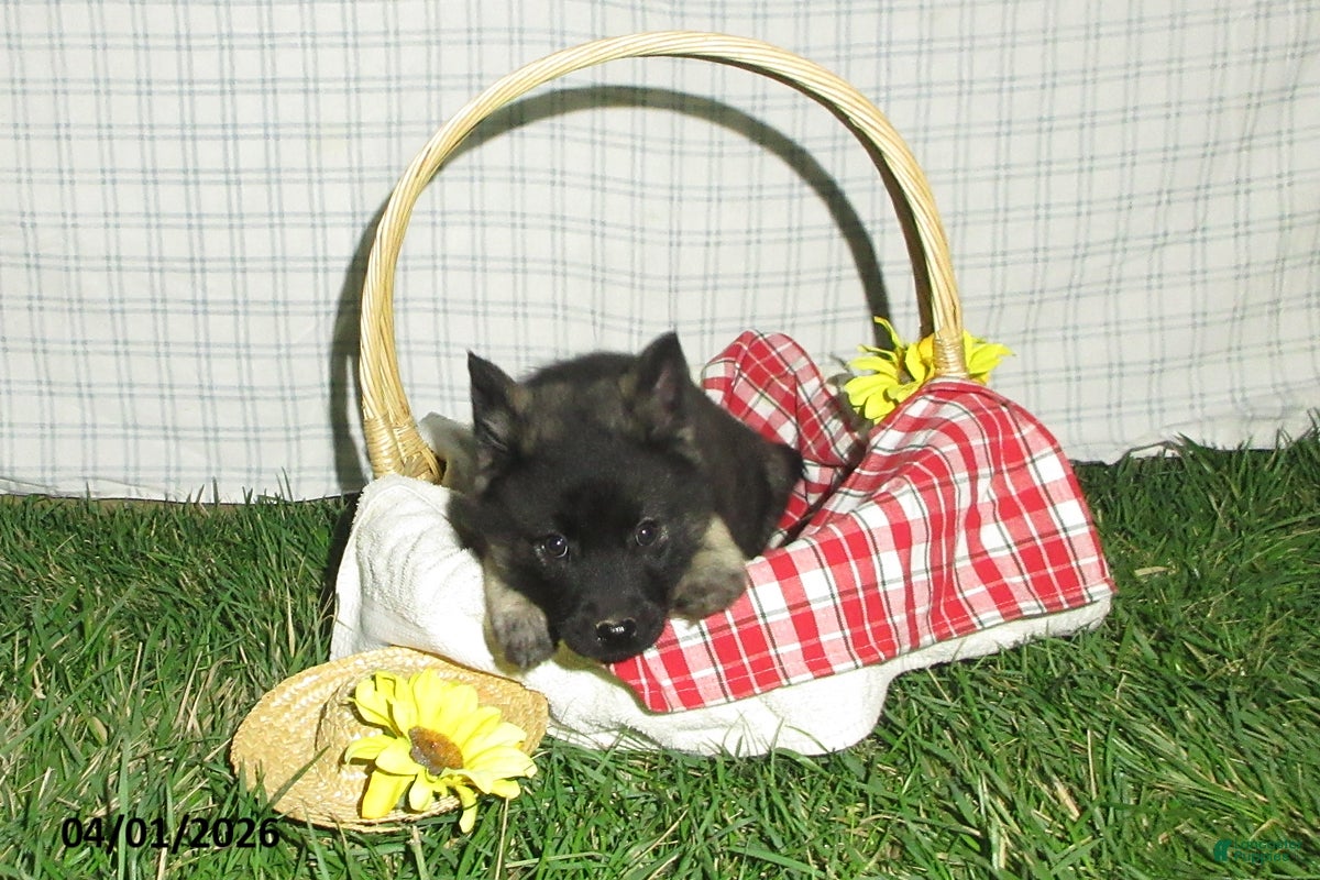 Norwegian Elkhound dogs Larson - Ad 2