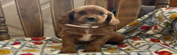 Cavapoo dogs for sale: Marge - Ad 6