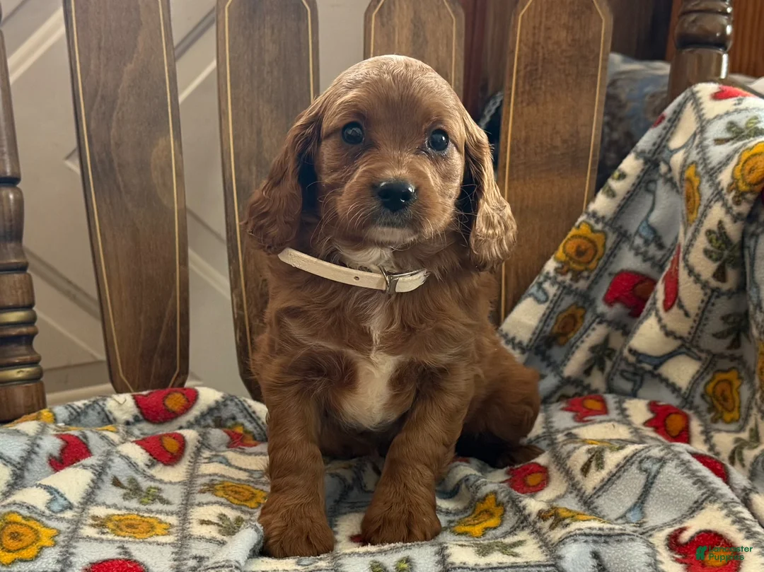 Cavapoo dogs for sale: Marge - Ad 6