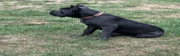 Cane Corso dogs for sale: Destiny - Ad 5