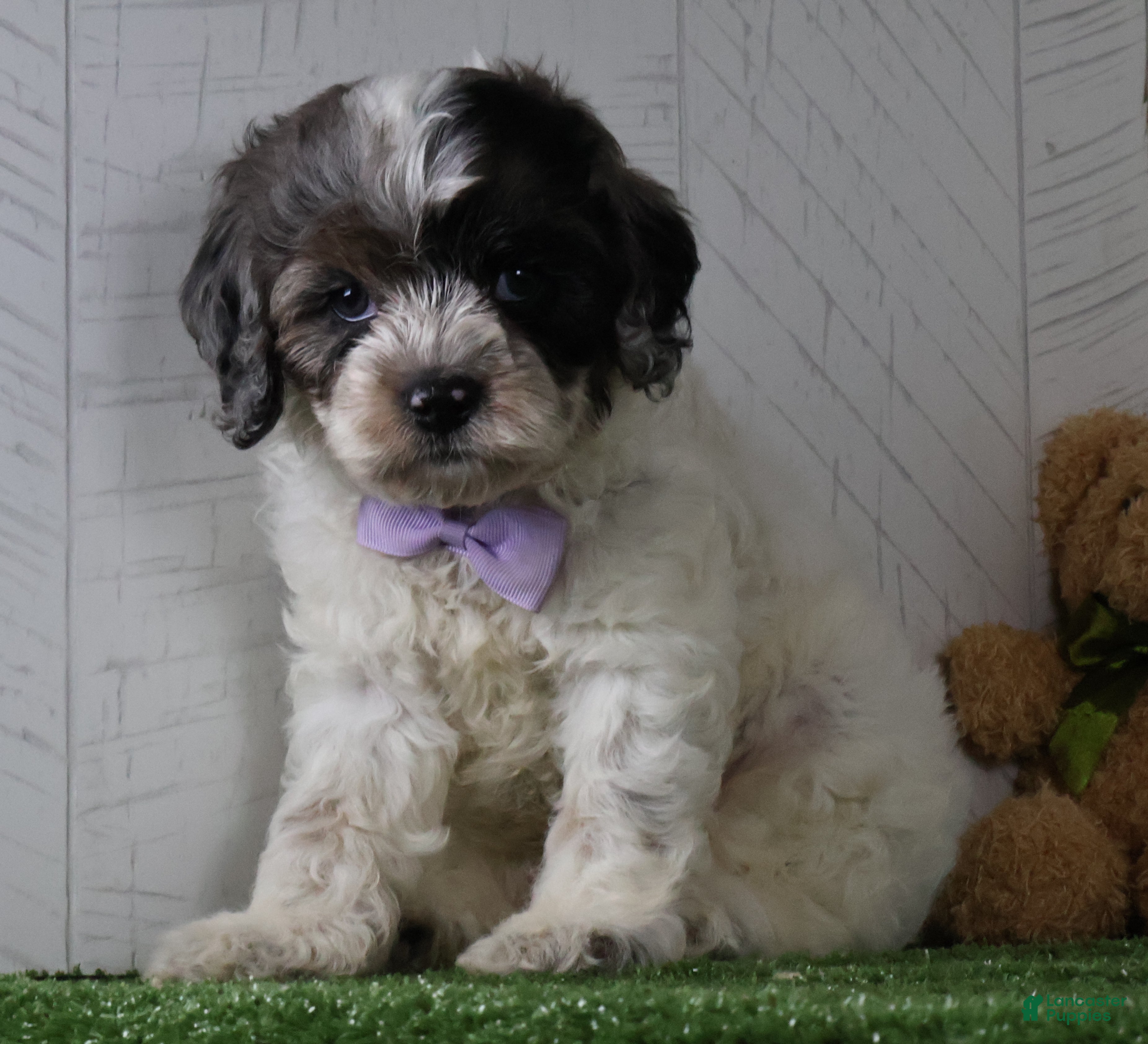 Cockapoo dogs Winston - Ad 1