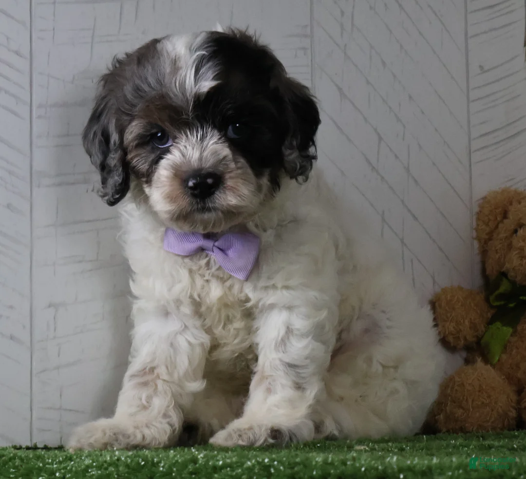 Cockapoo dogs for sale: Winston - Ad 1