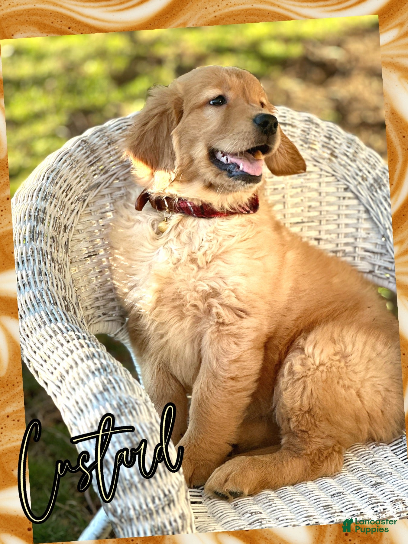 Golden Retriever dogs Custard AKC - Ad 1