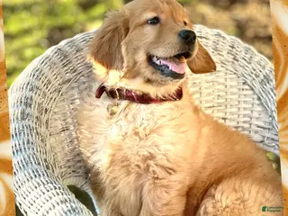 Golden Retriever dogs for sale: Custard AKC - Ad 2