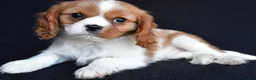 Cavalier King Charles Spaniel dogs for sale: Asher - Ad 3