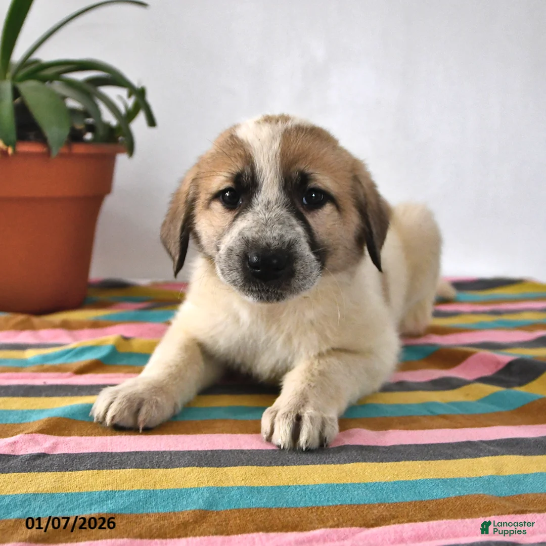 Mixed Breed dogs for sale: Lilly - Ad 4