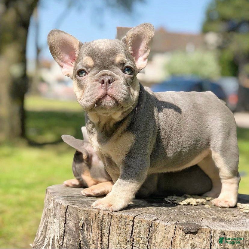 French Bulldog dogs Mickey Lilac Tan Frenchie Puppy - Ad 20